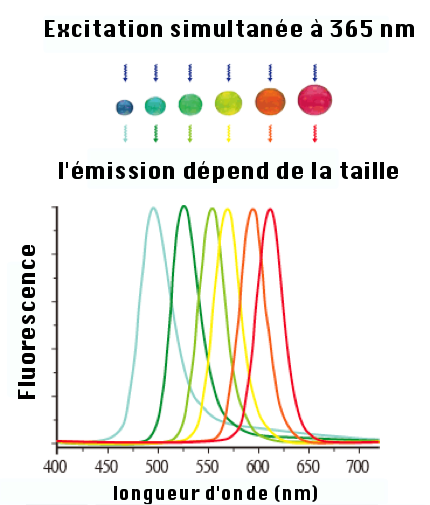 Spectres d'émissions de nanoparticules de différentes tailles en réponse à une même longueur d'onde d'excitation