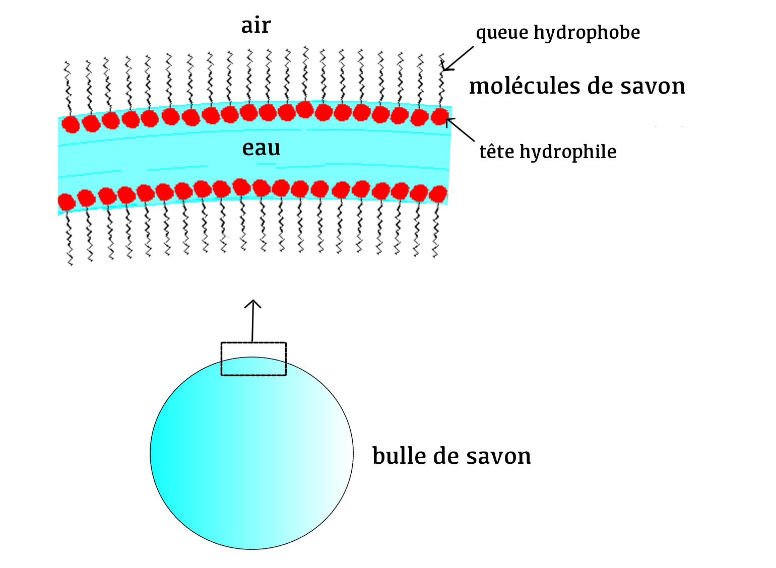Schéma de l'interface d'une bulle de savon